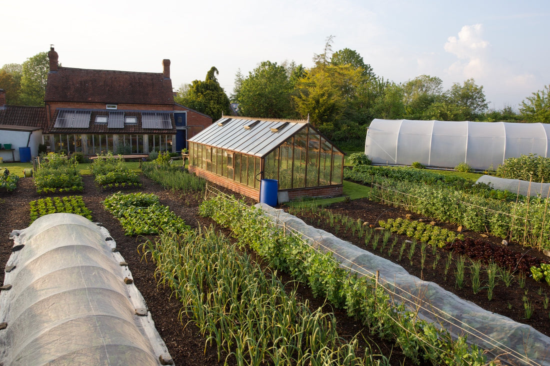 May '24 no dig plantings