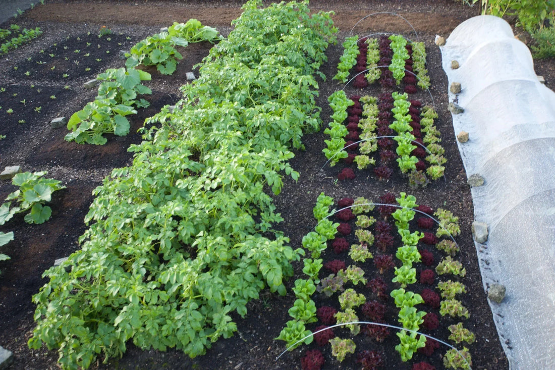 Almost-spring late February, wind and weather, sow and plan, heat for plant raising, new no dig, woodchip