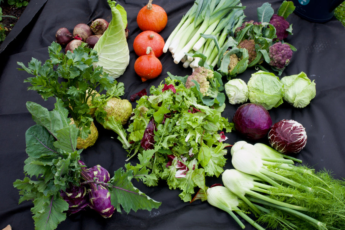 No Dig Autumn Success