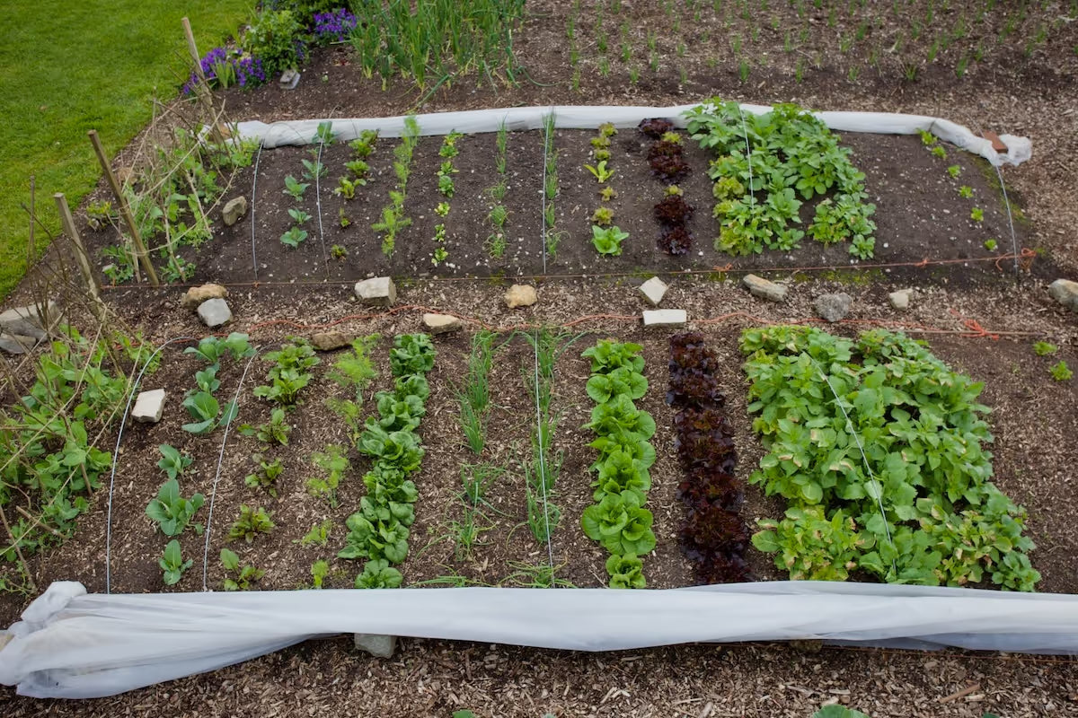 Dig/No Dig Trial 2019 – current