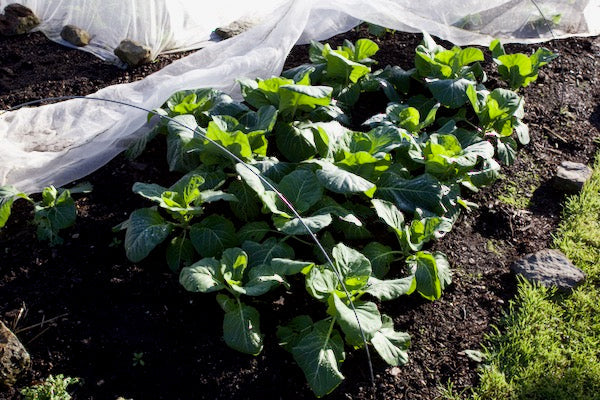 Collard greens for winter, 1st December