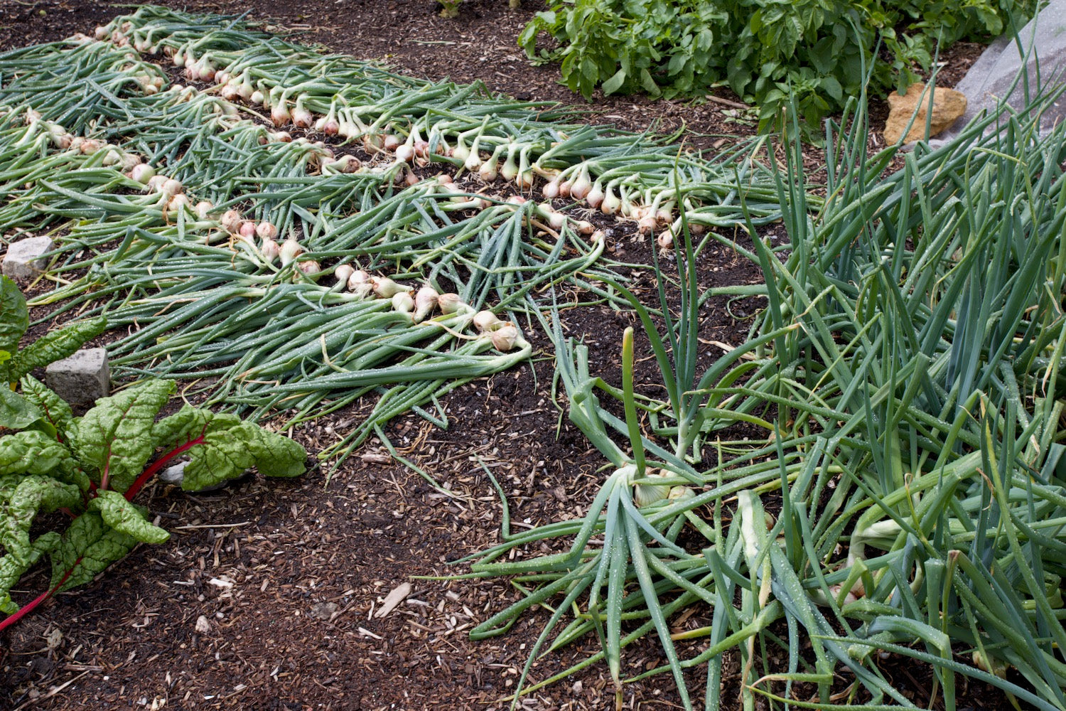 Growth and harvest of multisown, no dig onions