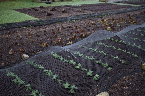 New year, new ideas, new plans