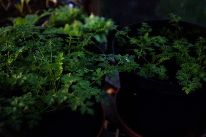 Mid-February Opportunities