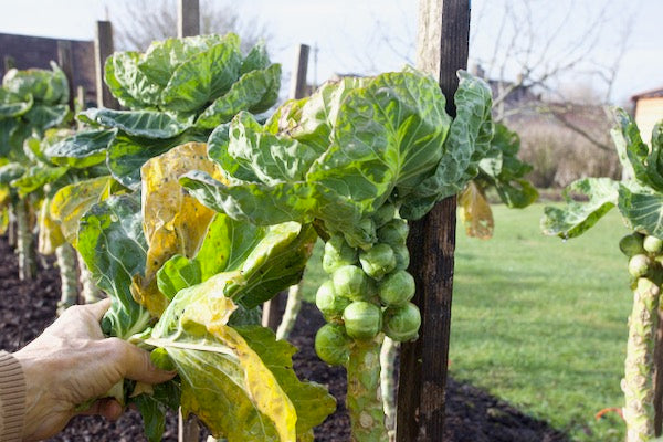 January 2026 Midwinter