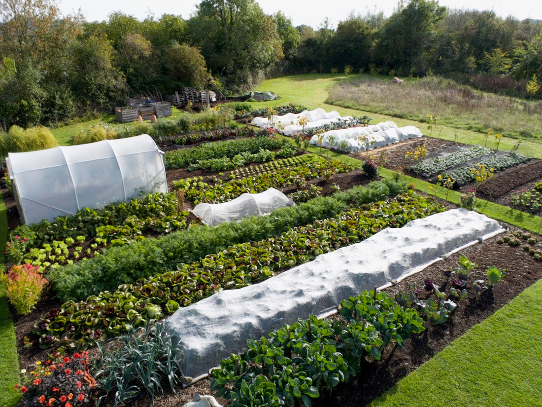 No dig garden by Charles Dowding, late September 2025