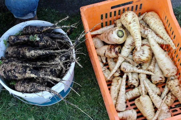 Pests and Diseases - Online Course