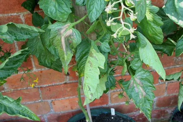 Pests and Diseases - Online Course