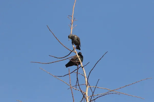 Pests and Diseases - Online Course