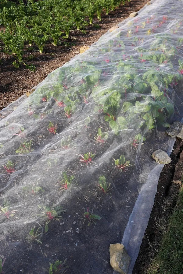 Pests and Diseases - Online Course