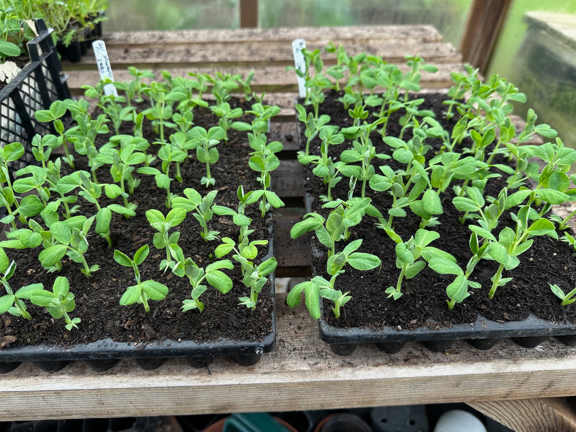 Black Gold peat-free compost