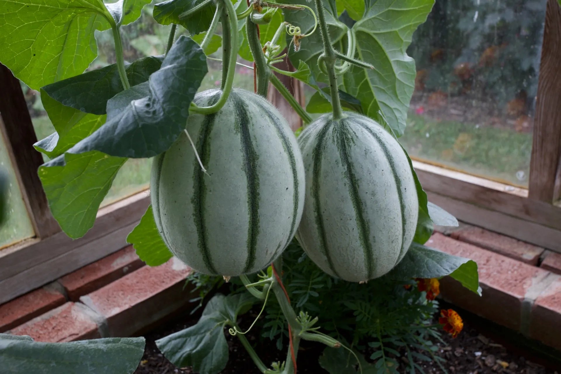 *NEW! Under Cover Growing – Online Course