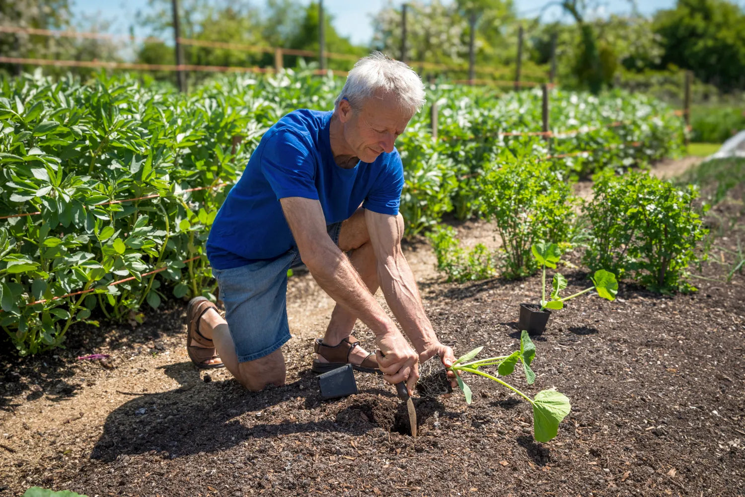 No Dig Growing for Beginners – Online Course