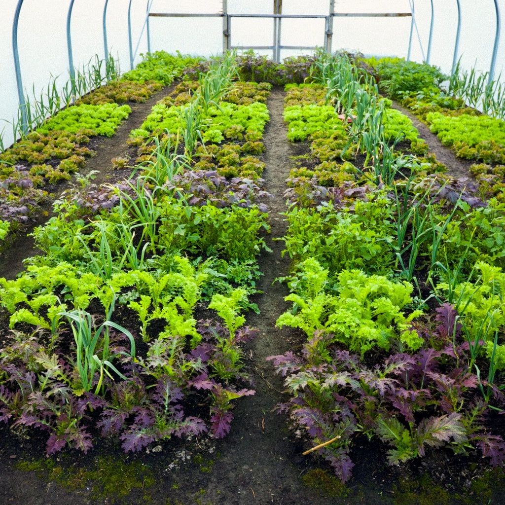 *NEW! Under Cover Growing – Online Course