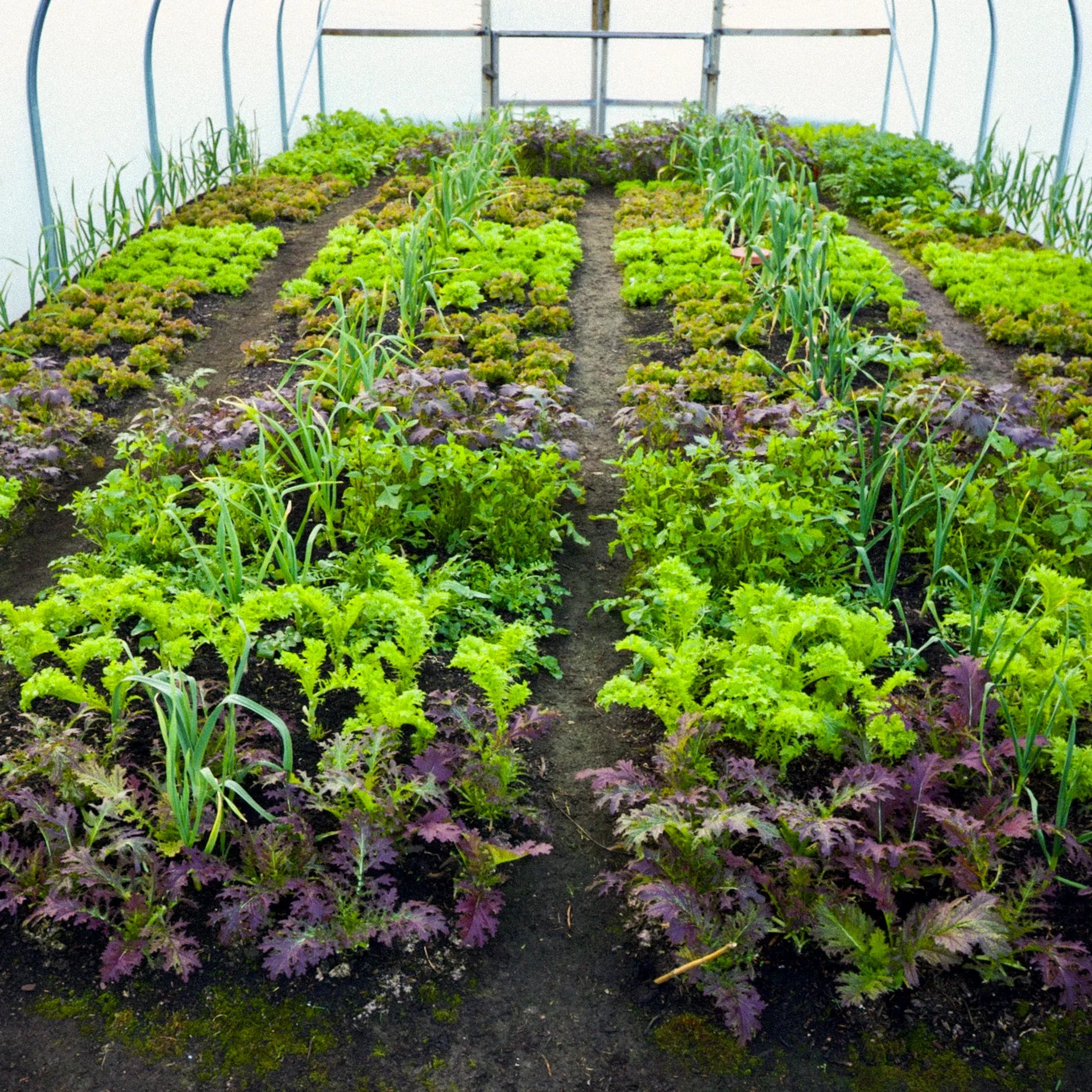 *NEW! Under Cover Growing – Online Course